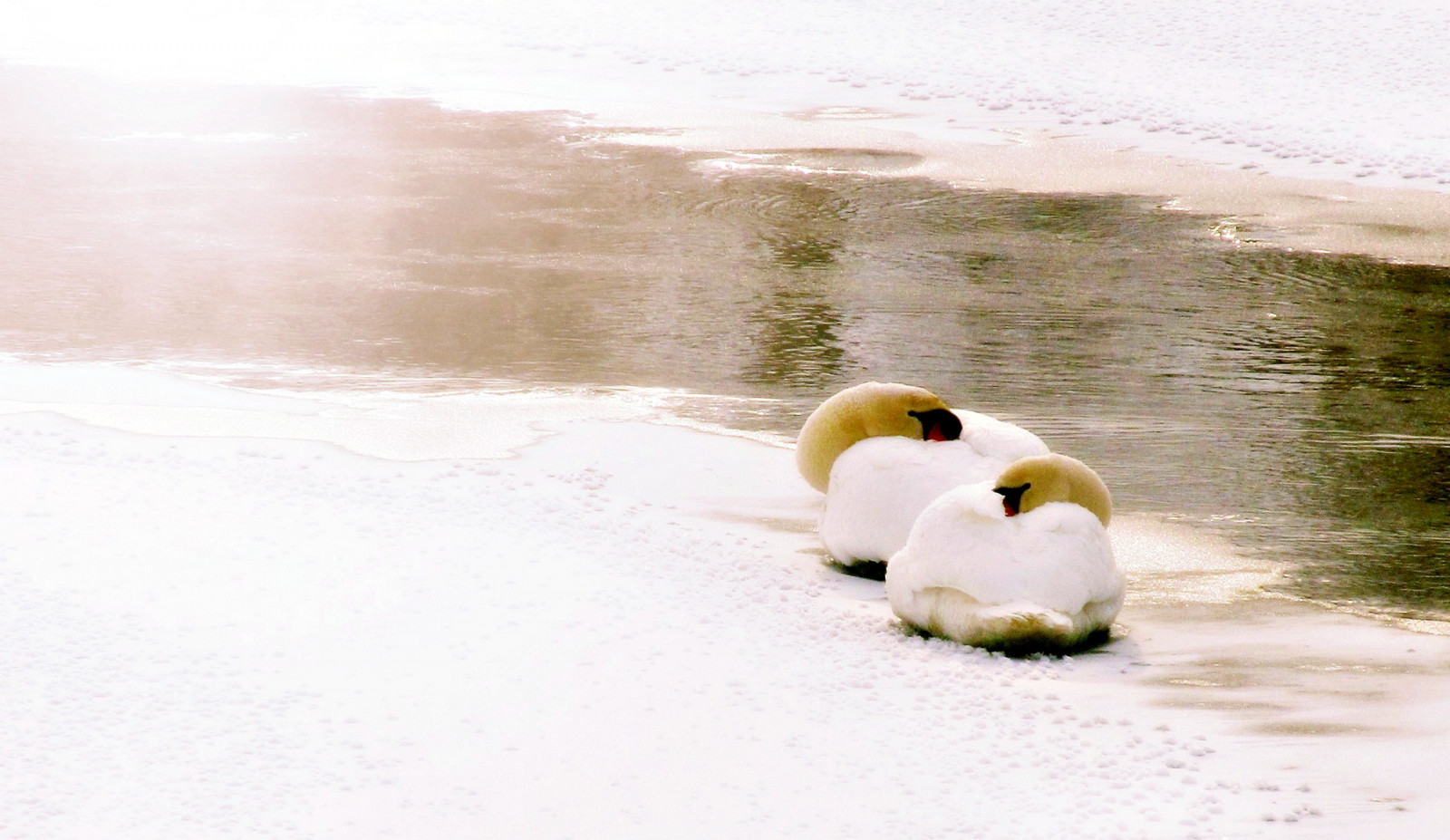 zima, světlo, bílý, sníh, Studený, Příroda, voda, ptactvo, labuť, vodní ptáci