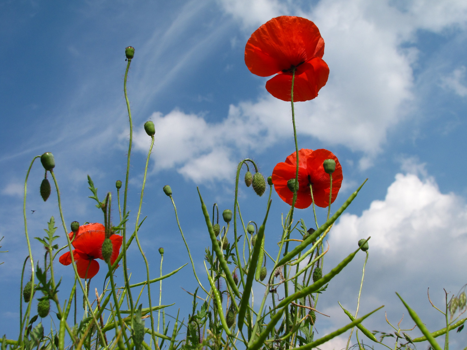 Příroda, Červené, tráva, nebe, pole, mraky, květ, rostlina, mák, flóra, znásilnění, brassicanapus, nárazy, modrá obloha, okvětní lístek, řepka, louka, flickraward, anawesomeshot, naturesfinest, 100commentgroup, Mohn, mywinners, supershot, divoká rostlina, naturewatcher, cornpoppy, klatschmohn, natureoutpost, coquelicot, suchozemská rostlina, kvetoucí rostlina, tráva rodina, mák rodina