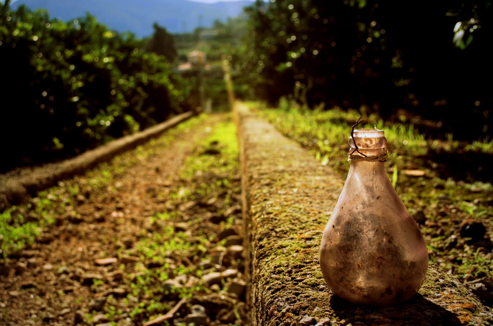 les, Příroda, tráva, silnice, zelená, Volně žijících živočichů, kouzlo, život, džungle, strom, podzim, list, vida, zemědělství, fauna, camino, zálesí, půda, venkov, Magia, Cami, lektvar, p cima, Poci