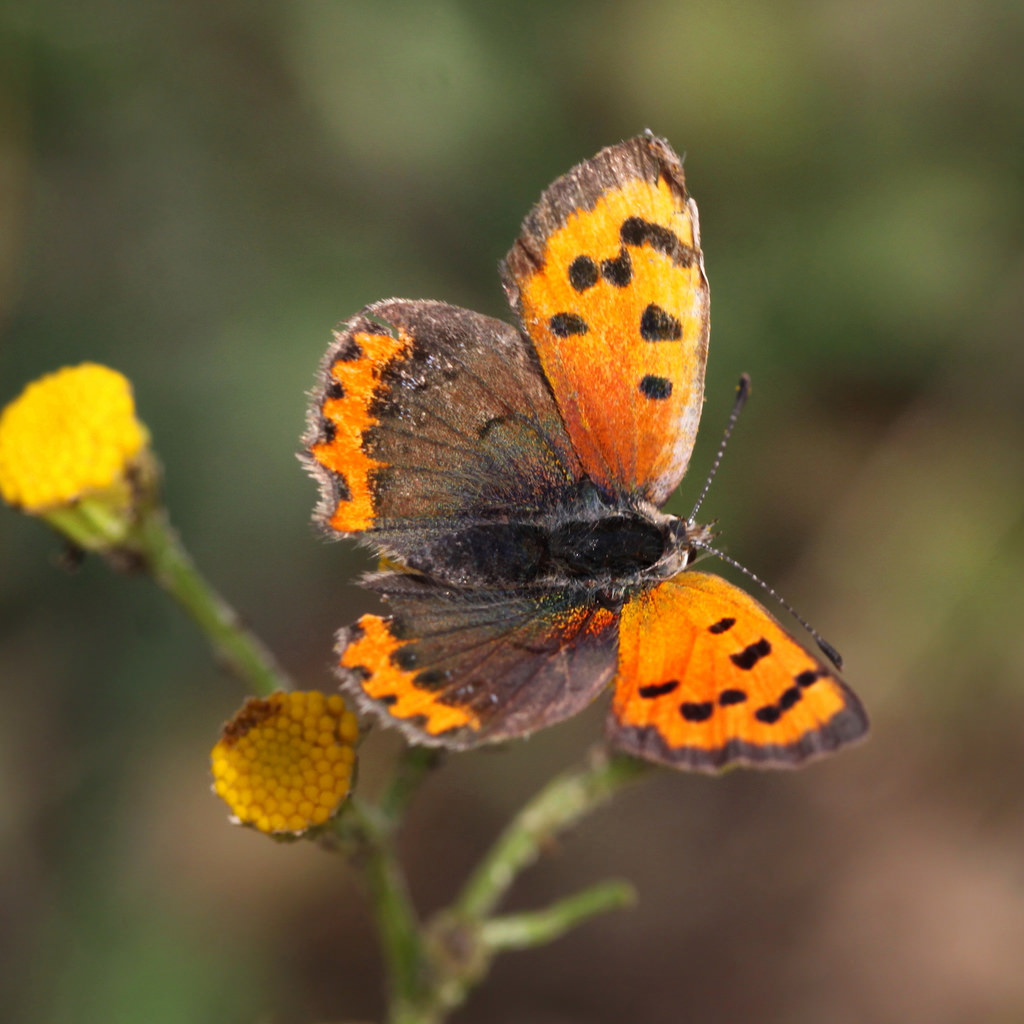 dyr, blomster, natur, fotografering, makro, sommerfugl, insekt, gul, dyreliv, Canon, orange, insekt, dyr, blomst, greatphotographers, insekter, bugs, flora, sommerfugle, 100mm28lmacro, nederland, thenetherlands, thegalaxy, infinitexposure, platinumheartaward, fauna, lycaenaphlaeas, kleinevuurvlinder, wildflower, tæt på, makrofotografering, hvirvelløse, leddyr, nektar, bestøver, møl og sommerfugle, lycaenid, monark sommerfugl, Colias, Pieridae, børste footed sommerfugl