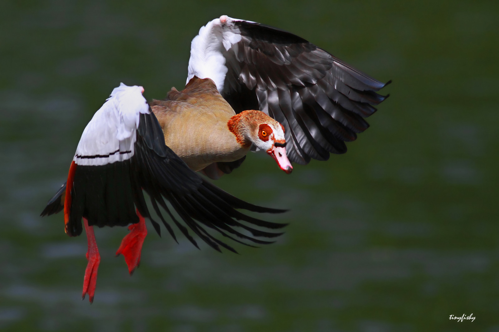 Wallpaper : bird, Germany, flying, geese, inflight, Hamburg, goose