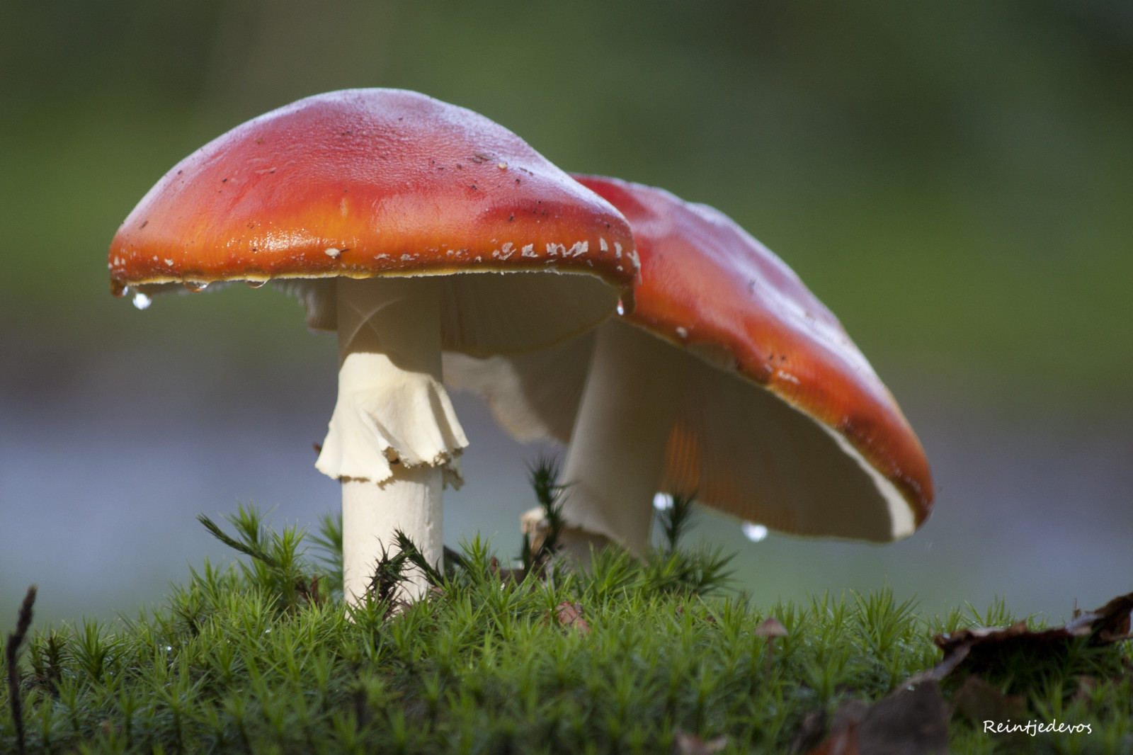 Fondos de pantalla hongo, Hongo comestible, Bollo de centavo, agárico