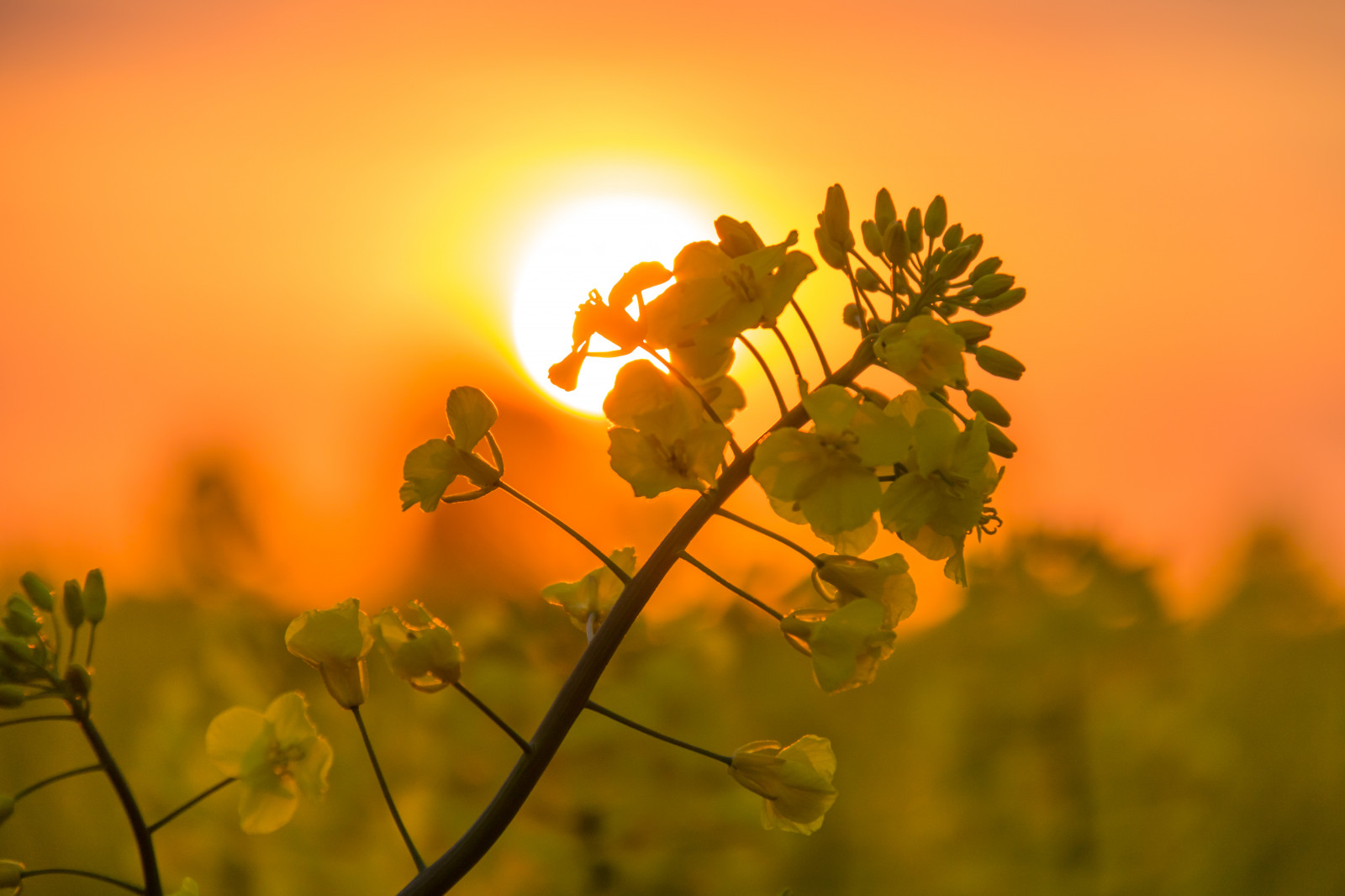 Sonnenlicht, Landschaft, Sonnenuntergang, Natur, Himmel, Feld, Ast, Gelb, Morgen, Sonne, Raps, Wolke, Baum, Herbst, Blatt, Blume, Pflanze, Flora, Solnedg ng, Landschaft, Landschaftlich, Raps, Ft, S dersl tt, Landkap, Exif Modell canoneos760d, Geocountry, Kamera macht canon, Geocity, Kameramodell canoneos760d, Geostate, Geolocation, Exif linse efs18200mmf3556is, Exiföffnung 56, Exif machen canon, Exif isospeed 160, Exif focallength 190mm, Canola, Wiese, Wildblume, Prärie, produzieren, Landanlage, blühende Pflanze, Makrofotografie, Grasfamilie, Pflanzenstamm