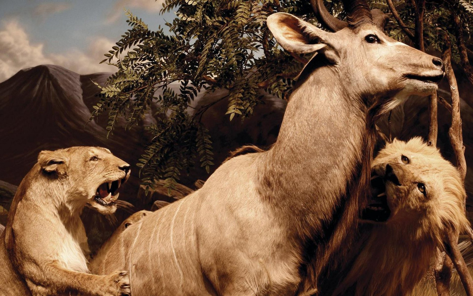 Animais, música, leão, animais selvagens, Capas de álbuns, Interpol, fauna, mamífero, 1920x1200 px, vertebrado