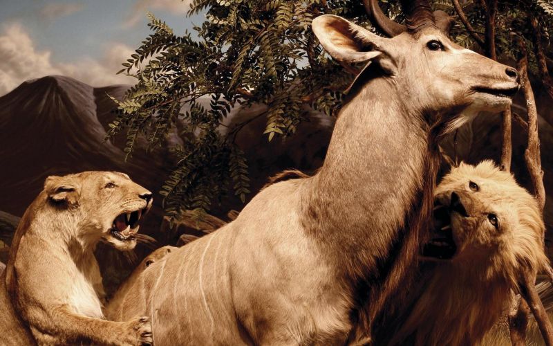 animale, muzică, leu, animale sălbatice, coperți de albume, Interpol