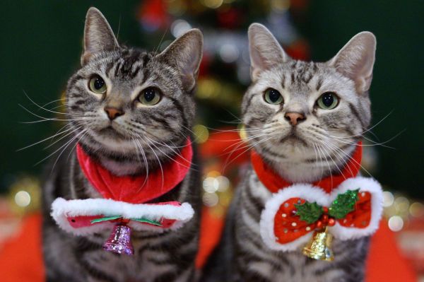 5582x3719 px,cat,cats,Christmas,new,year