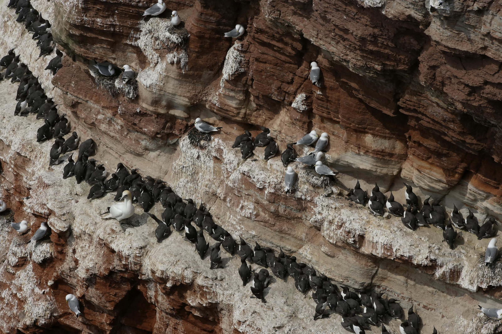 Wallpaper temple, rock, Formation, Terrain, bird, seagull, material