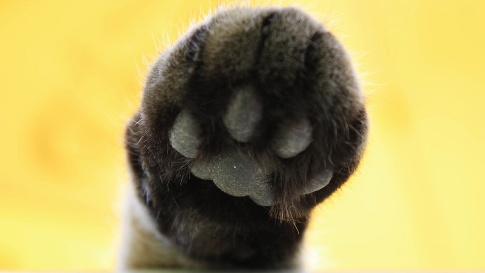 Wallpaper black, cat, yellow, fur, nose, Marco, snout, dog breed