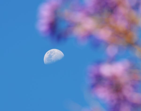 flowers, Moon, sky, purple, violet, blue