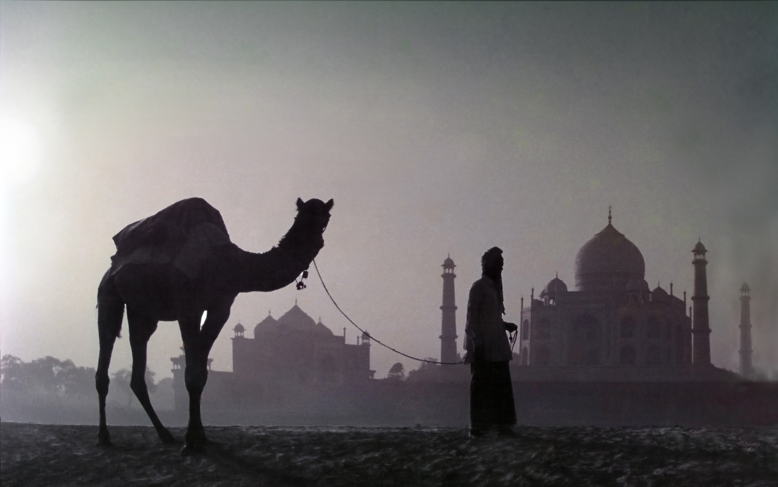 velbloud, velbloud, jako savec, arabský velbloud, nebe, hospodářská zvířata, Černý a bílý