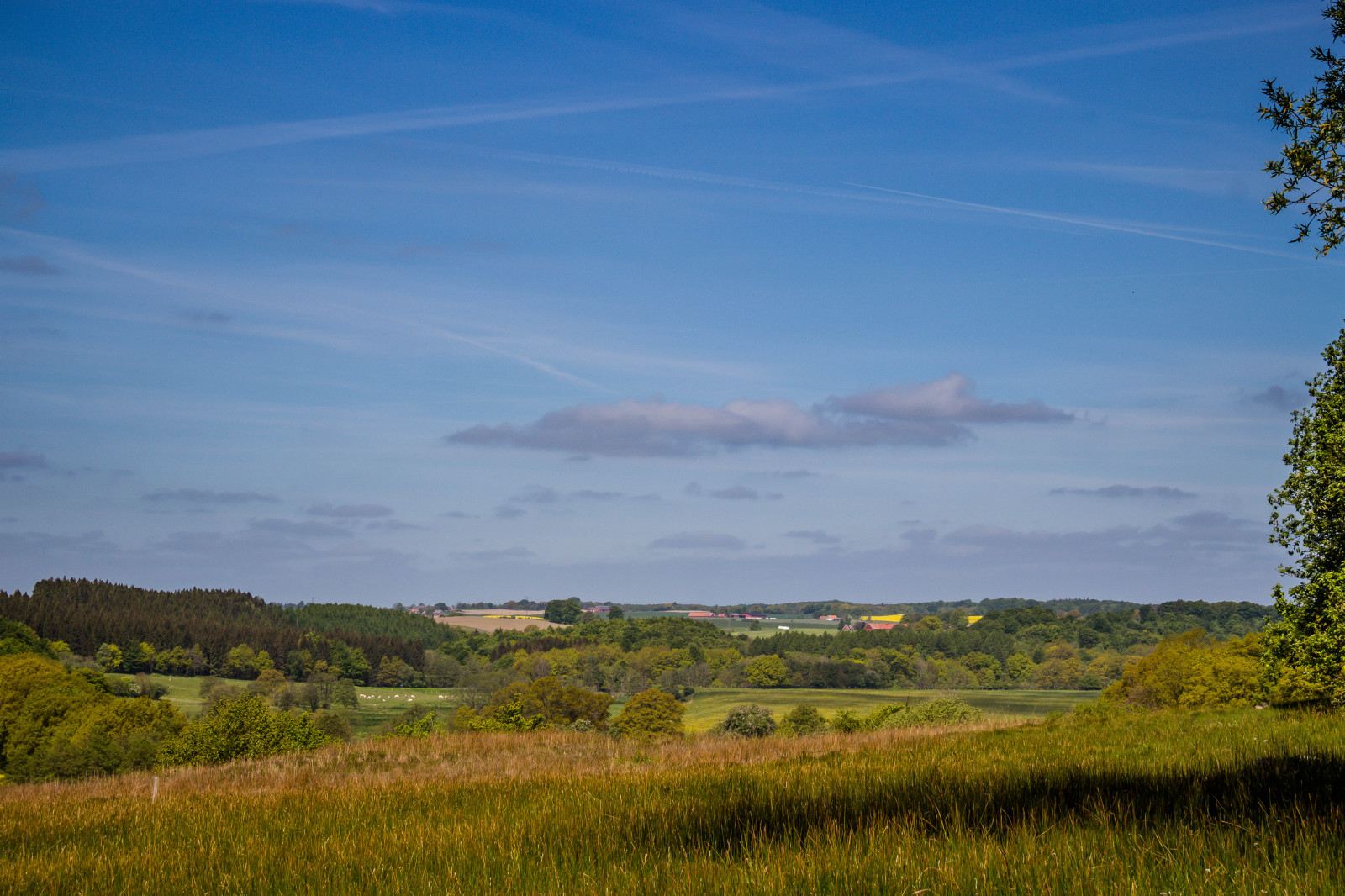 krajina, kopec, Příroda, tráva, nebe, pole, zelená, ráno, horizont, divočina, soumrak, plošina, step, mokřadní, mrak, strom, hora, lučina, pastvina, landsbygd, f lt, landskap, Kamera aby kánon, geolocation, EXIF čočka efs18200mmf3556is, exif aby kánon, EXIF isospeed 100, exif focallength 50mm, gr n, EXIF otvor 10, Model fotoaparátu canoneos100d, exif modelu canoneos100d, fyledalen, benestadbackar, countyside, Kull, louka, prostý, prérie, bažina, venkov, místo výskytu, přírodní prostředí, atmosférický jev, geografický rys, ekosystém, savana