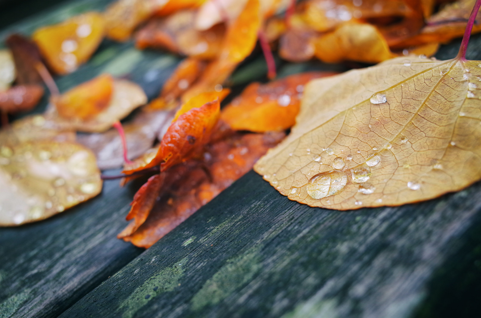 podzim, listy, město, městský, Červené, déšť, dřevo, žlutý, lavice, oranžový, Kanada, mokrý, bokeh, zlato, olistění, Vancouver, centrum, zlatý, podzim, list, vibrující, kapky deště, živý, dřevěný, před naším letopočtem, detail, ricohgr, padlý, Britská Kolumbie, coalharbour, vlhký, fragment