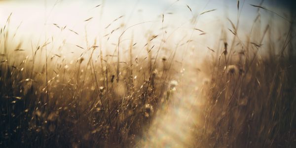 sunlight,nature,reflection,grass,field,morning