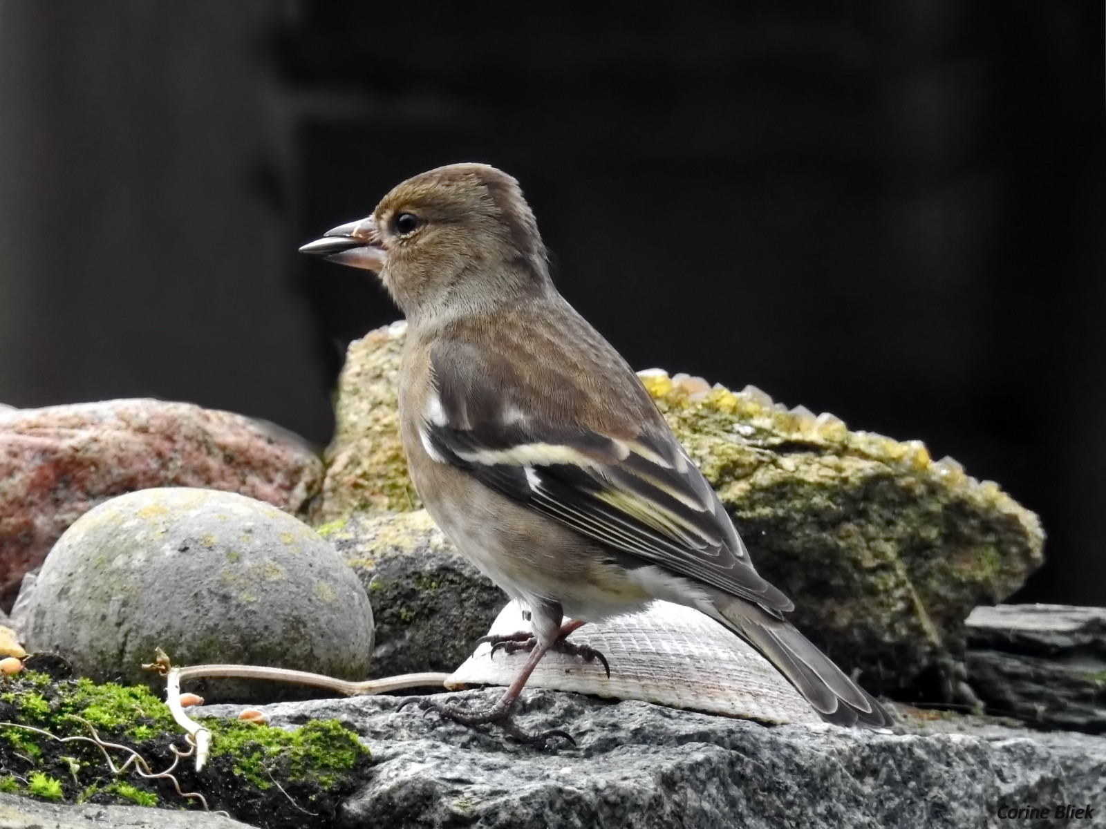 pták, ornitologie, vogel, natuur, Příroda, zahrada, Tuin, Volně žijících živočichů, Nikon, P900, pozorování ptáků, Pajaros, oiseaux, Aves, tuinvogels, VOGELS, ptactvo, Černá, Zangvogels, Passeriformes, vrabec, zpěvní ptáci, fringillacoelebs