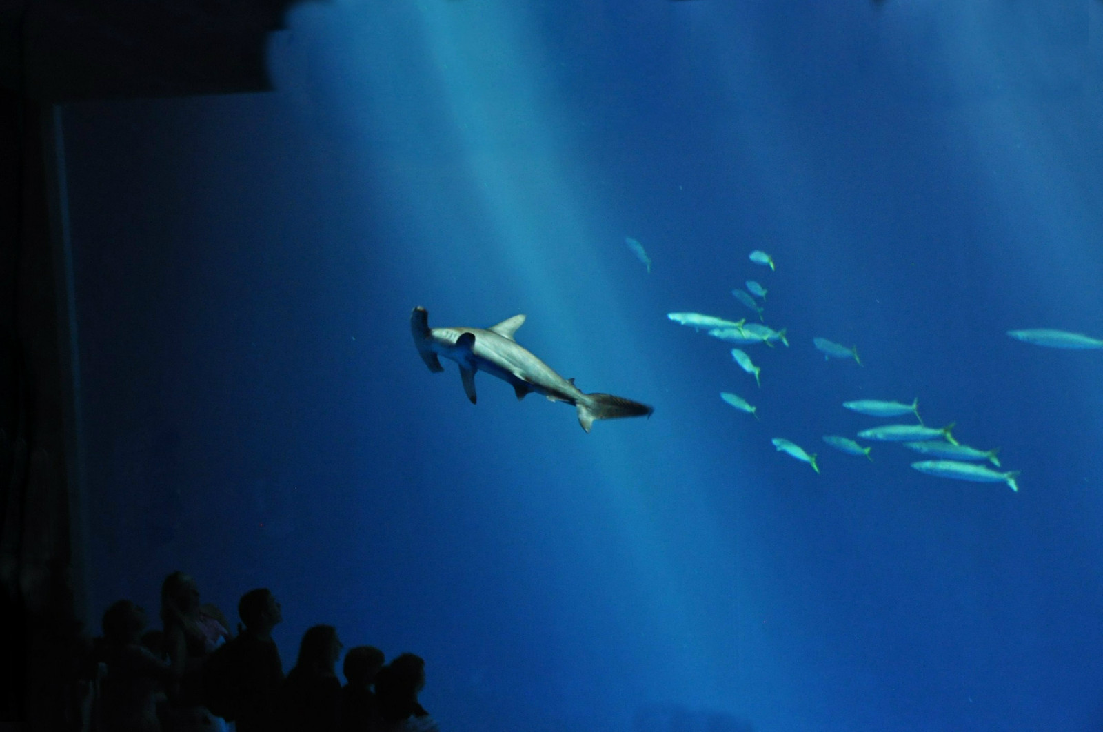 modrý, lidé, Ryba, voda, akvárium, záliv, žralok, Monterey, žralok kladivoun