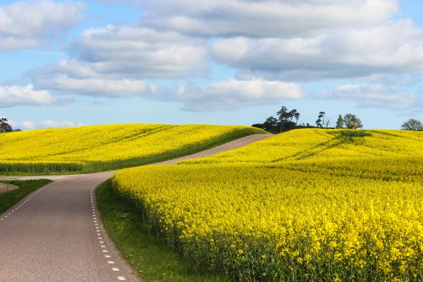 landscape,hill,sky,field,road,yellow