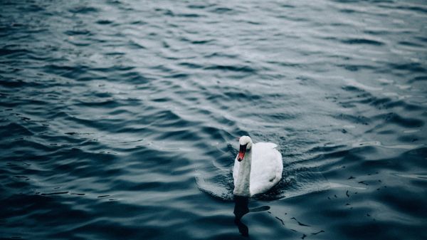 animals, sea, water, fish, swan, pond