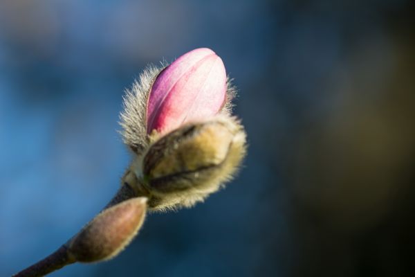 photography,insect,blossom,spring,pollen,magnolia