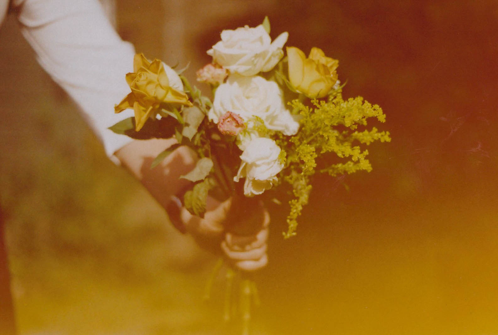 Wallpaper sunlight, flowers, yellow, orange, rose, blossom, spring