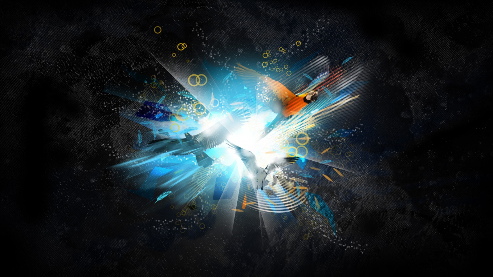 Wallpaper bird, parrot, take off, paint, light 2560x1440 wallup