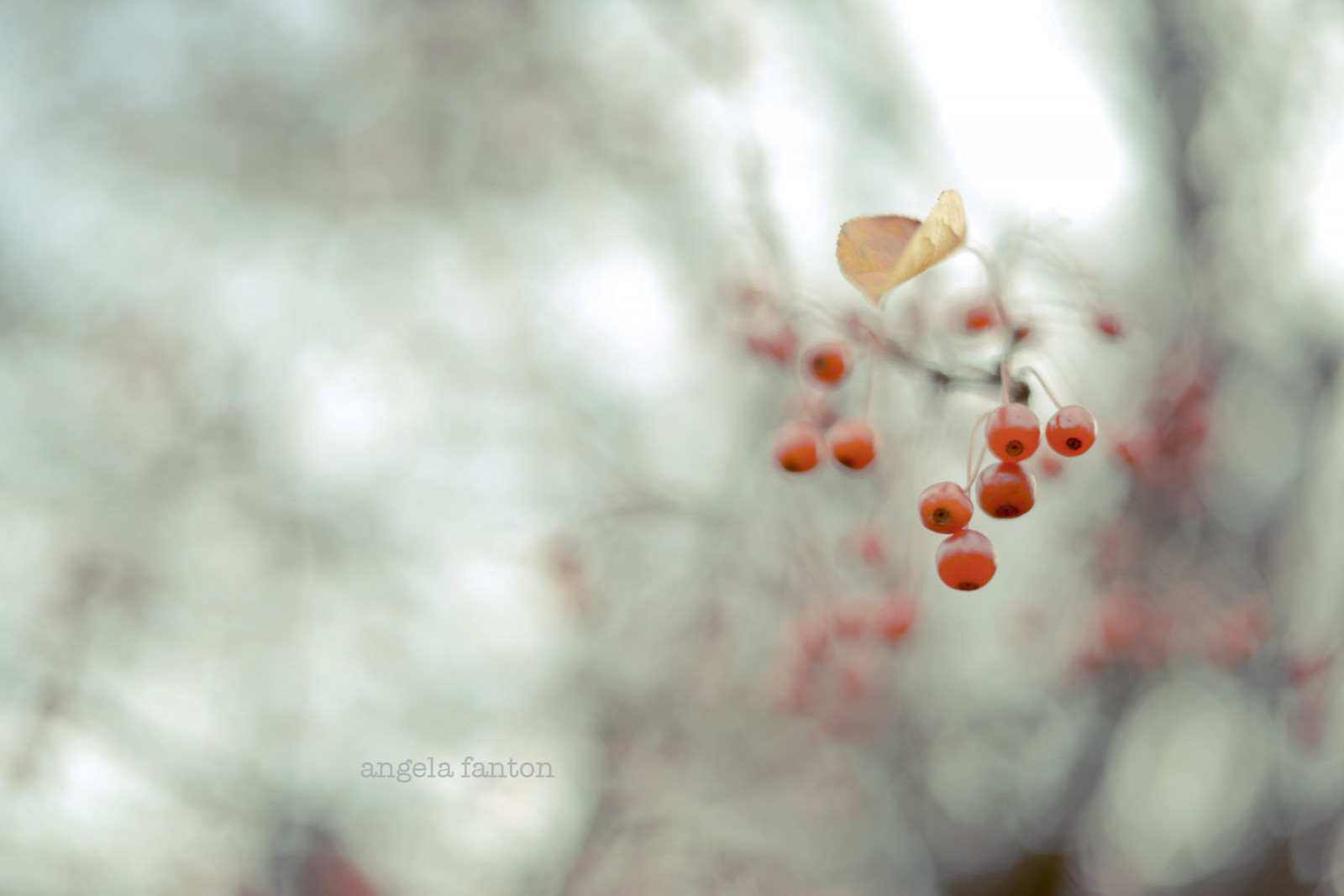Wallpaper : winter, red, nature, berry, delicate, twigs 1800x1201