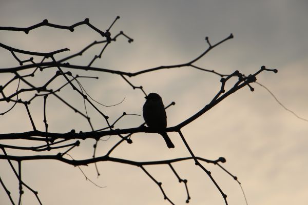 bird of prey,silhouette,backlighting