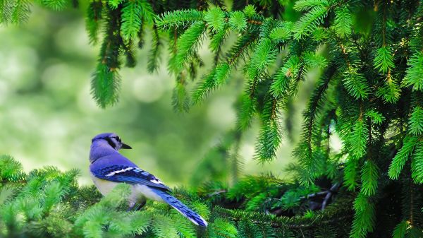 birds,pine trees,color correction,branch,blue jays