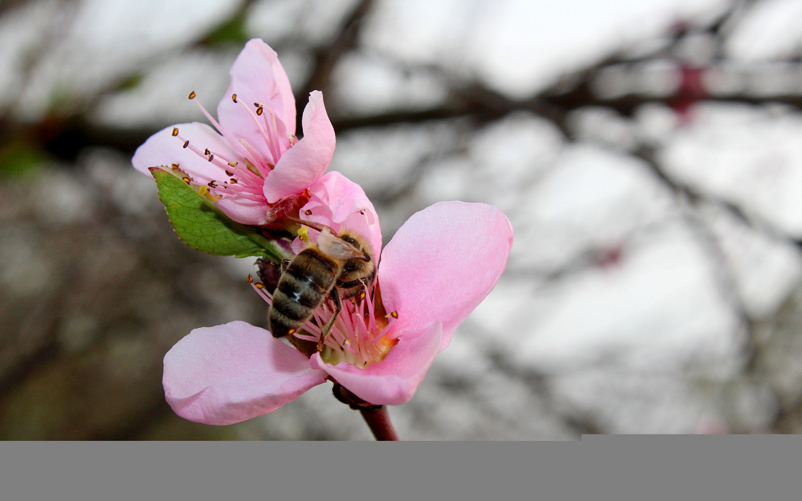 Fond Décran Branche Fleur De Cerisier Pêche Rose