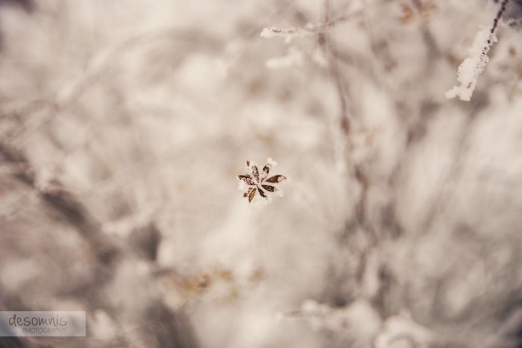 květ, květ, flóra, větev, jaro, Třešňový květ, zblízka, nebe, větvička, slunečnímu záření, makro fotografie, počítač tapeta, okvětní lístek, stock photography, rostlina, strom