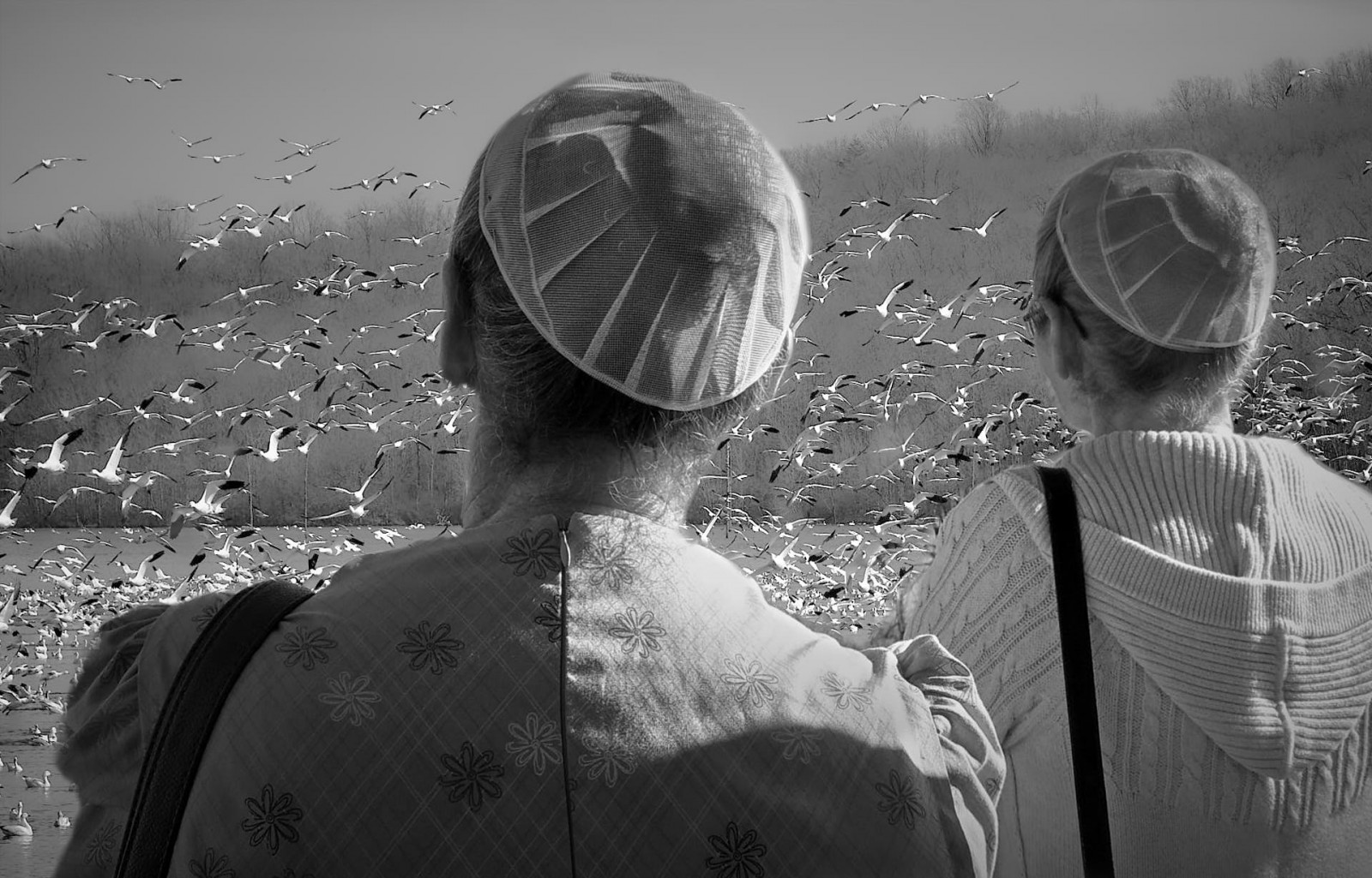 bílý, Černá, ptactvo, černobílý, fotografování, husy, hlava, stěhování, pták, pozorování ptáků, fotografie, tma, obraz, blackwhitephotos, Černý a bílý, monochromatické fotografování, Film noir, migrující, snowgeese, artinbw