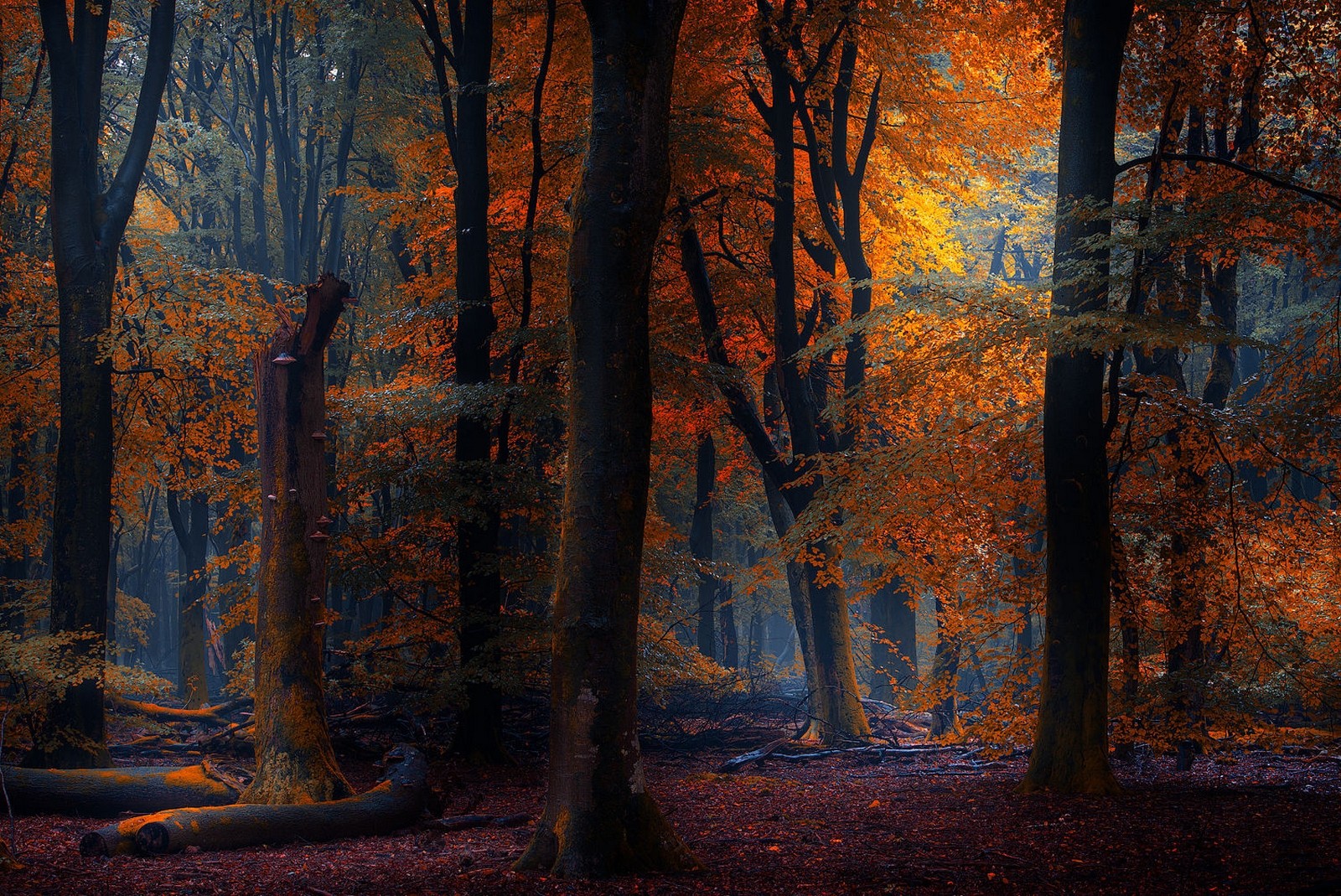 Wallpaper : sunlight, trees, landscape, forest, fall, leaves, nature ...