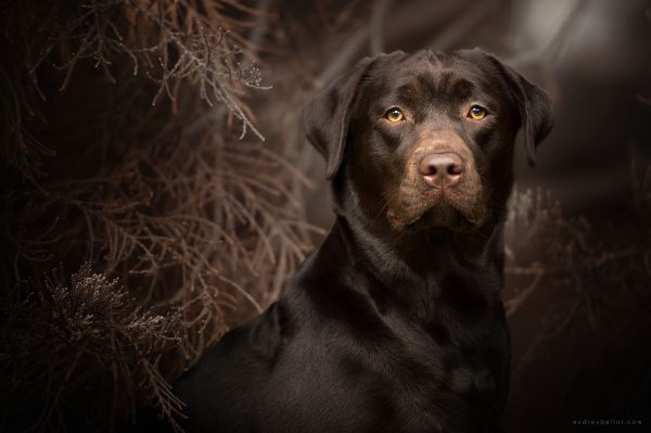 nature,animals,Chocolate Labrador,Labrador Retriever,dog