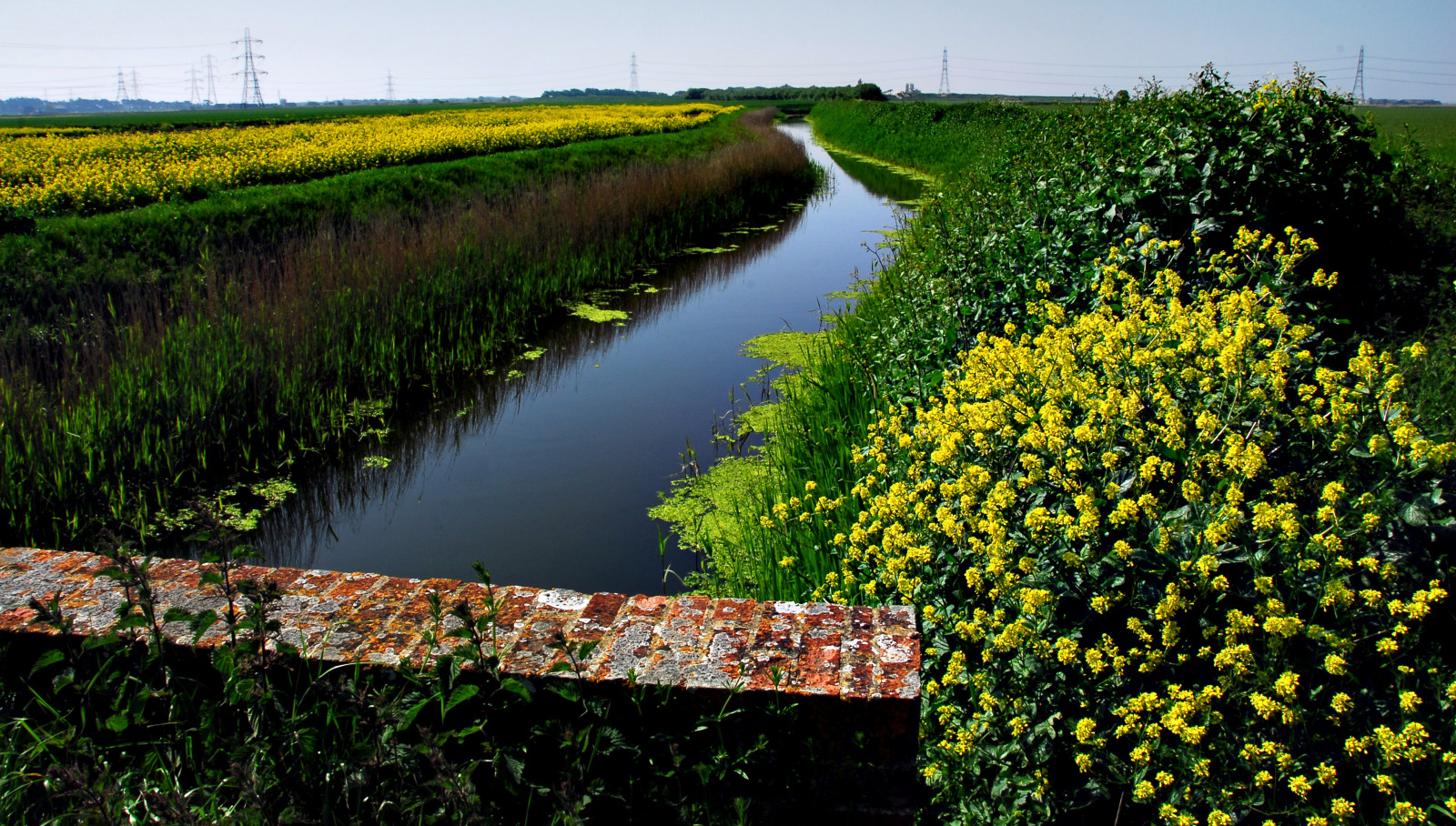 krajina, kent, Nikon, Pohled, příkop, polního, znásilnění, pole, plodiny, D200, stoka, řepka, řepkového, oilseedrape, rapa, rapaseed, Lydd, 18200mmvr, rappi
