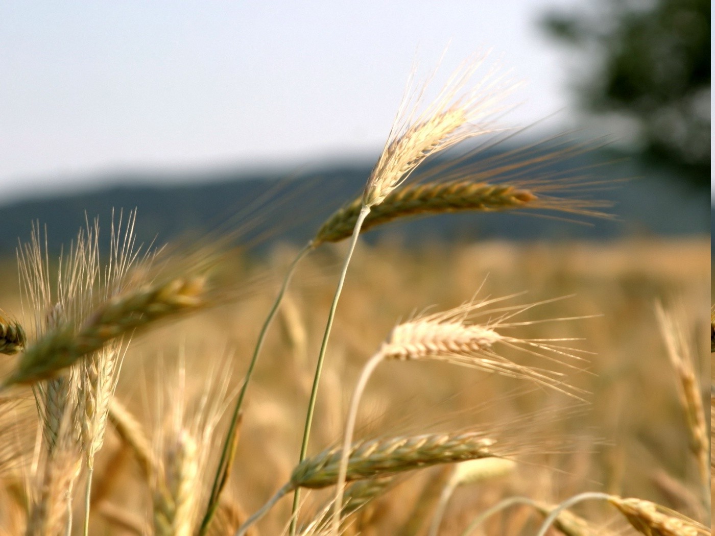 Wallpaper : 1400x1050 px, field, grass, nature, Rye, yellow 1400x1050