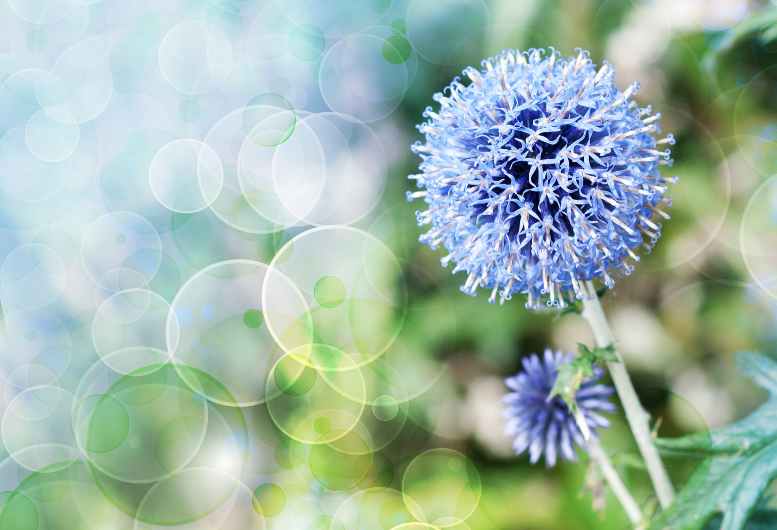 Wallpaper flowers, plants, blossom, flower, flora, petal, meadow