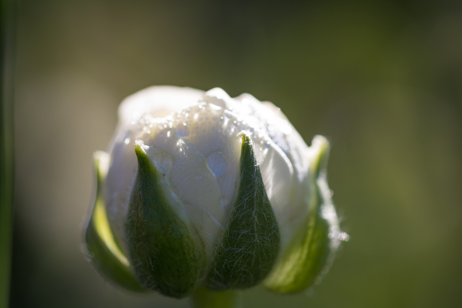 Příroda, fotografování, zelená, květ, rosa, pryskyřník, květ, rostlina, flóra, pupen, Blomma, ranunkel, katrinetorp, katrinetorpslanderi, okvětní lístek, divoká rostlina, botanika, suchozemská rostlina, kvetoucí rostlina, zblízka, makro fotografie, závod stonek, vlhkost