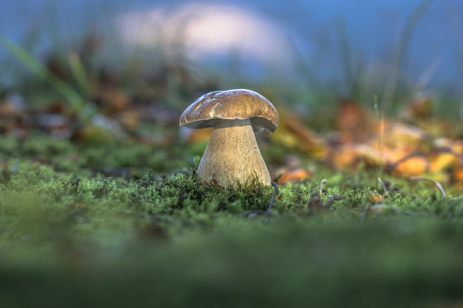 foresta, natura, erba, macro, fungo, verde, natura, fungo, autunno, foglia, fiore, prato, fauna, prato, bosco, prateria, habitat, fotografia macro, famiglia di erba, porcini