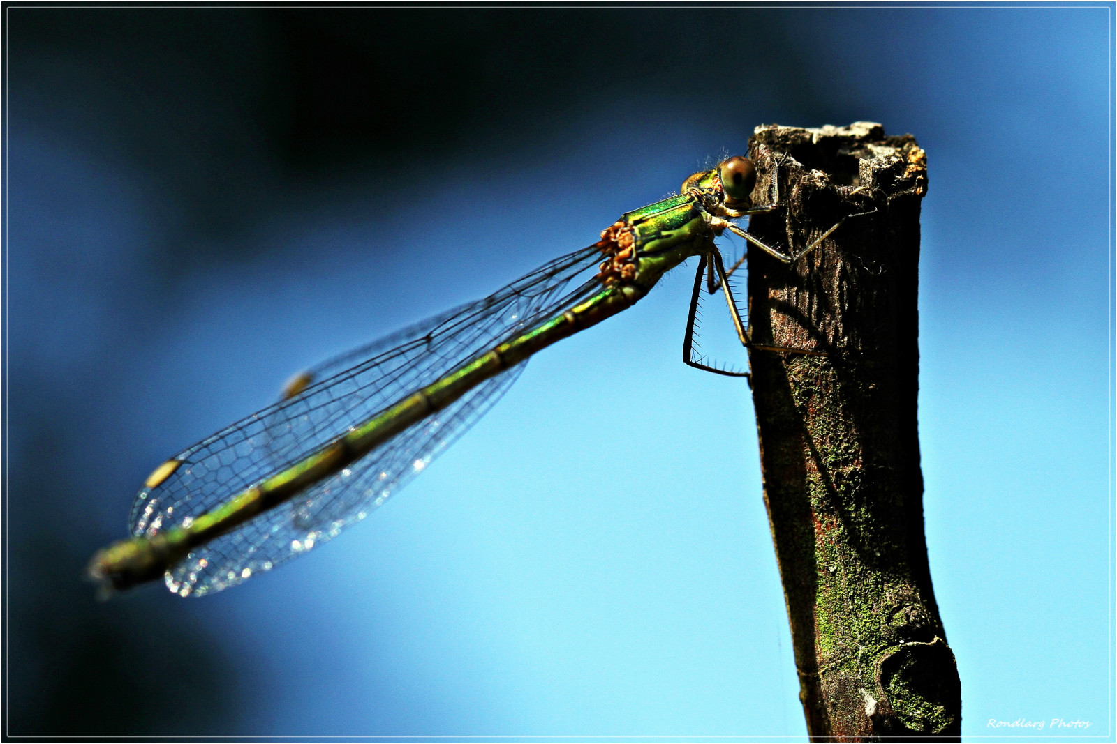 natura, fotografia, macro, insetto, biologia, libellula, macro, natur, ala, damselfly, 1001nights, 1001nightsmagiccity, fauna, a mano libera, avvicinamento, fotografia macro, staminali vegetali, invertebrato, artropodo, organismo, libellule e damseflies, withouttripod, Freih ndig, ohnestativ, libellenart, speciesofdragonfly