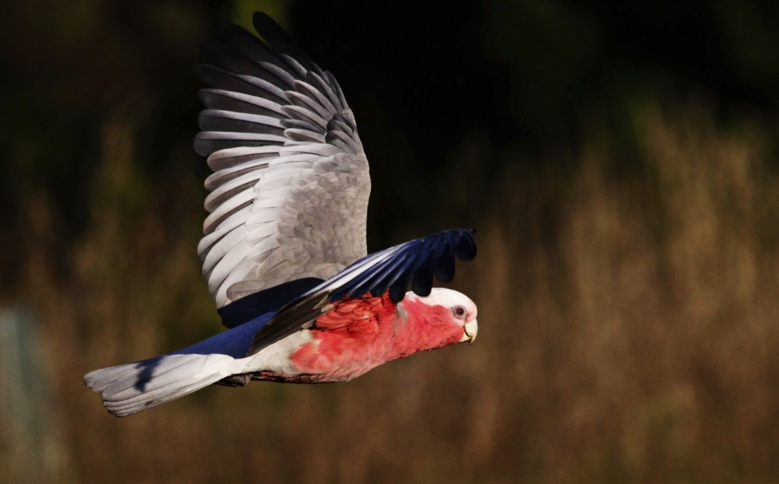 Galah, Papoušek, ptáčník, inflight, Westerfoldspark, Victoria, Austrálie, letní, ráno, slbflying, concordians, národní geografie, Volně žijících živočichů, Příroda, closetonature, makrofotografie, detailní, Eolophusroseicapillus, Cacatua, ngc, npc