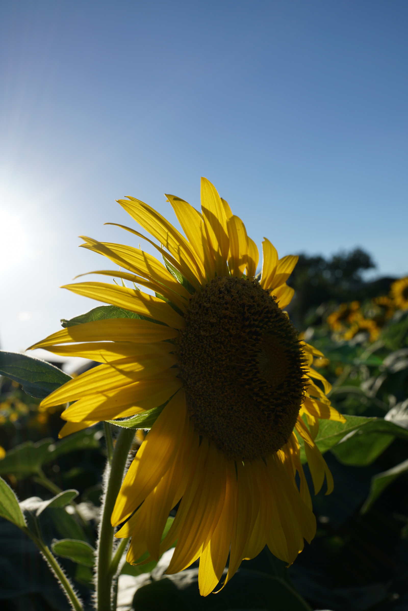 Japan, sunlight, nature, field, yellow, Sony, Tokyo, RX1R, Jp, flower, plant, sunflower, flora, CC, zeiss, petal, rx, rx1, rx1rm2, rx1rmark2, creativecommons, setagaya, wildflower, botany, land plant, flowering plant, macro photography, plant stem, daisy family, sunflower seed