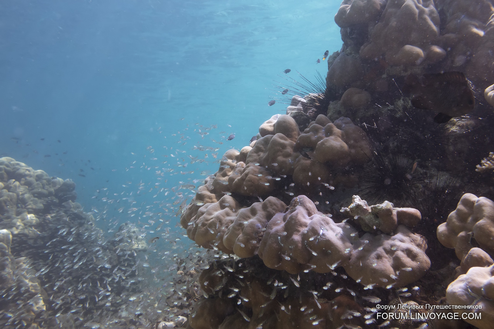 hav, vand, maske, fisk, undervands-, koral, ø, bikini, Malaysia, koralrev, yacht, Thailand, kæmpe stor, finne, dykning, biologi, Langkawi, udendørs, pige, ocean, skal, kæde, stjerne, hummer, krabbe, phuket, andaman, phuketian, fri dykning, phuketphotographernet, forumlinvoyagecom, httpforumlinvoyagecom, Fugu, gennemsigtig, rev, omar, finner, mooray, hvirvelløse, havbiologi, marine hvirvelløse dyr, koralrev fisk