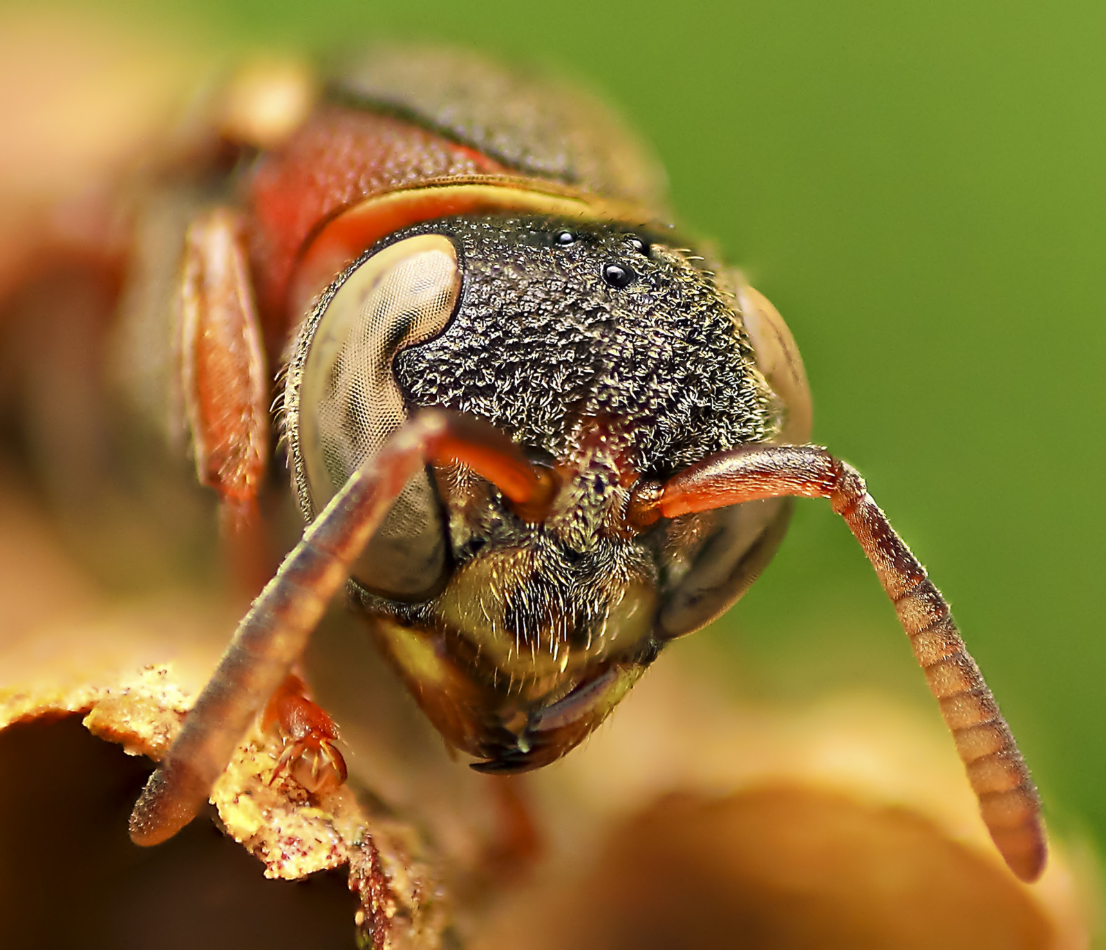 Singapore, Příroda, detailní, makro, hmyz, Volně žijících živočichů, Kánon, štěnice, GIMP, weevil, Brouk, stativ, 40d, vosa, garcia, Botanická zahrada, 1855mm, CS5, škůdce, sršeň, makrofotografie, zblízka, makro fotografie, bezobratlý, členovců, organismus, membrána okřídlený hmyz, jon, greatnature, Reverselens, ploštice, Jonathan, diydiffuser, DPP, Opzjon, Singaporebotanicgarden, Paperwasp