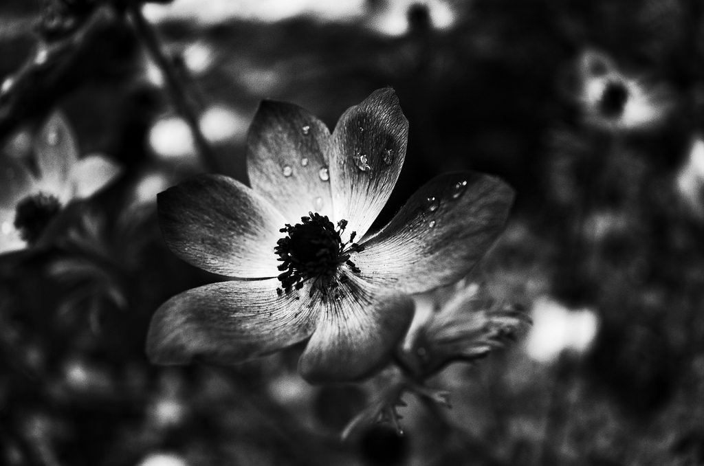 bílý, Černá, černobílý, Příroda, fotografování, květ, Stockholm, Švédsko, list, květ, rostlina, flóra, Blomma, tma, okvětní lístek, Černý a bílý, monochromatické fotografování, botanika, zblízka, makro fotografie, ricohgrii, edvardanderssonsv xthus