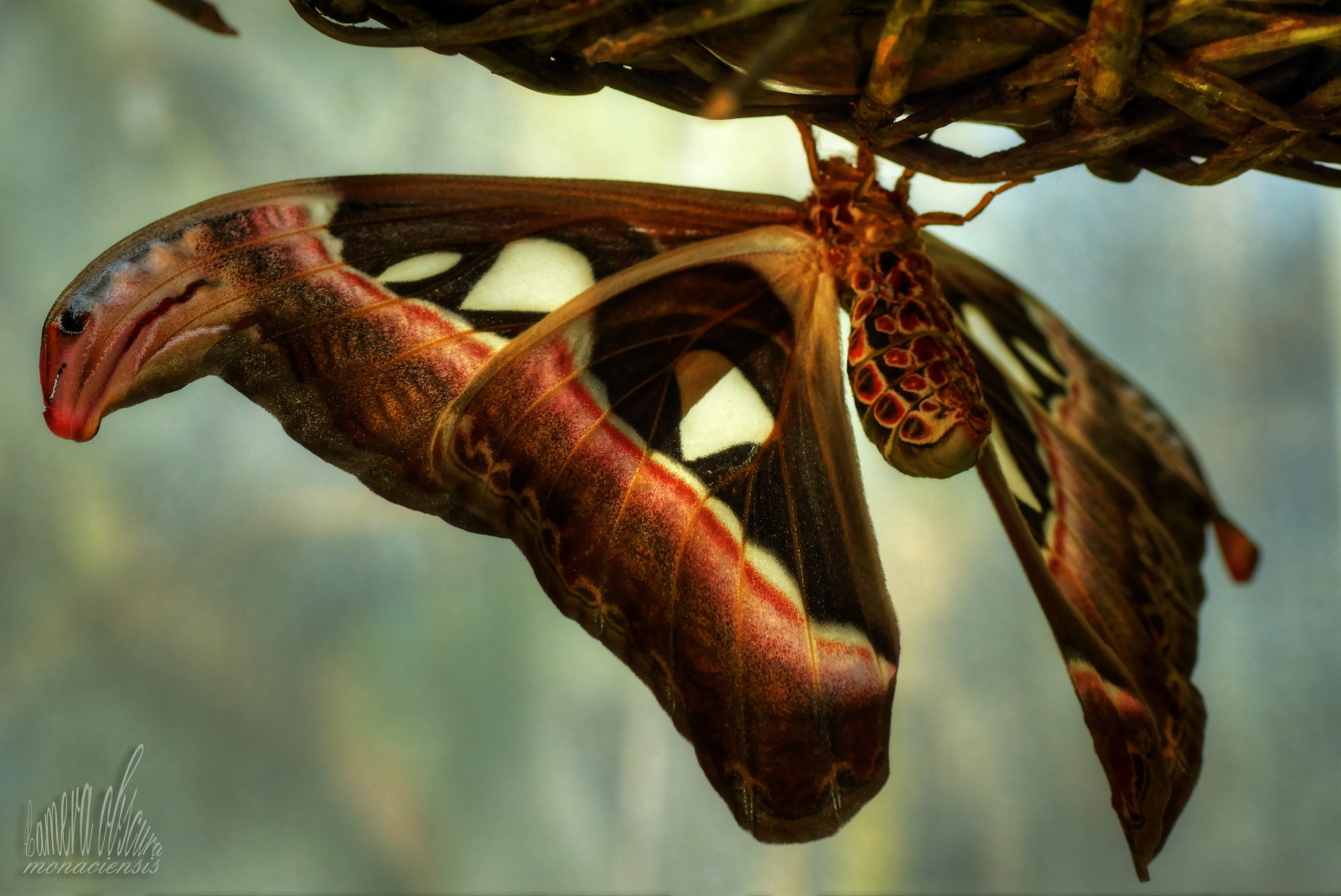 Photoshop, Natur, Nahansicht, Makro, Schmetterling, Insekt, Kamera, Sony, tropisch, Gewächshaus, Motte, 90, KUNST, Tamron, Tier, Insekten, Makro, Natur, Insekt, Kamera, Alpha, Foto, Schmetterling, Vogel, Fauna, Kunst, Tier, Slr, Dieter, Slt, Obscura, Wulf, Vogl, Wulfdietervogl, Wulfdieter, Cameraobscuramonaciensis, Monaciensis, Bunt, Foto, Garten, Nahaufnahme, Sonyalpha, Tiere, wirbellos, Gliederfüßer, Organismus, Botanischer, Sonyalpha77, Insekten, Bestäuber, Motten und Schmetterlinge, Munchen, Monacensis, meine Kunst, Meinekunst, Fotokunst, Meinefotokunst, Myphotoart, Spiegelreflex, Reflexkamera, Verarbeitet, Bearbeitet, Sonyalphailca77ii, 77m2, Ilca, Nat rlich, Tamronmakro, Tamronspaf90mmf28makro11, kleines Tier, Tropischerschmetterling, Attacusatlas, Glashaus, Treibhaus, Gew chshaus