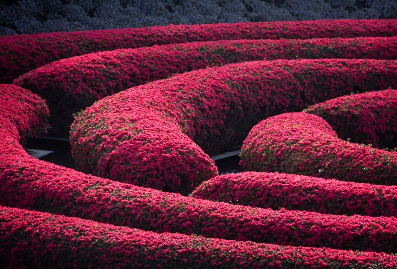 květ, tráva, keř, purpurová květ, tráva, keř, purpurová