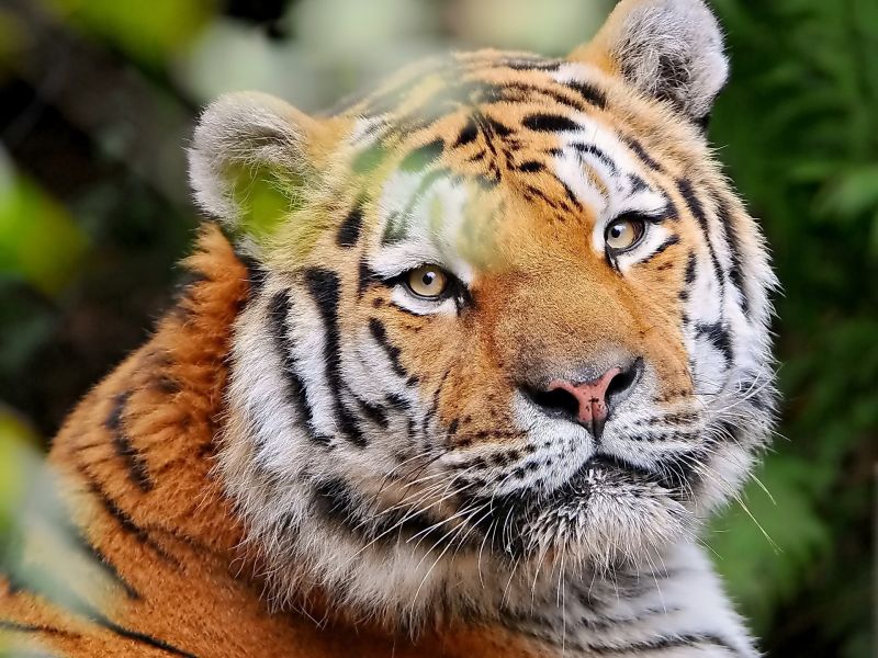 Gesicht, Tiger, Tierwelt, große Katzen, Zoo, gestreift Gesicht, Tiger, Tierwelt, große Katzen, Zoo, gestreift