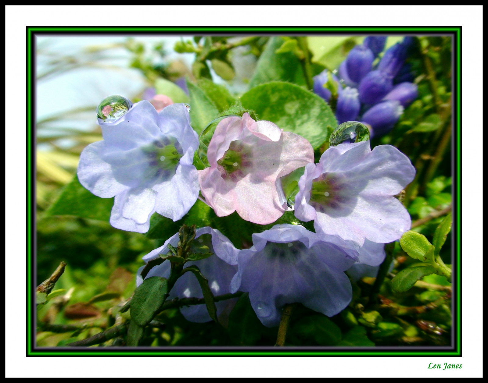 แมโคร, ใกล้ชิด, ปิด, ข้อผิดพลาด, บิน, น้ำ, waterdroplet, ฤดูหนาว, ตก, สวน, ส้ม, สีเหลือง, สีน้ำเงิน, สีขาว, ดอกทิวลิป, อย่าลืมฉัน, เดซี่, เขียวขจี, สีเขียว, กิ่งไม้, สี, สี, เกสรตัวผู้, พืช, ดอกไม้, ฝน, น้ำค้าง, กลิ่น, ดอกแดฟโฟดิล, กะเทย, ดิสนีย์, มิกกี้, เมาส์, ที่ดิน, ใบไม้, ใบไม้, หยด, น่าทึ่ง, ลอนดอน, อังกฤษ, หยด, หยด, H2O, เปียก, สำรวจ, อันดับแรก, theunforgettablepictures, ความประทับใจ, Soe, gota, gotas, ดอกเบี้ย, น่าสนใจ, ความน่าสนใจ, ตัวเลข