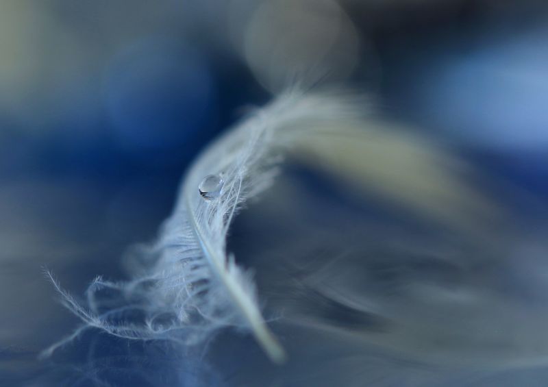 modrý,bokeh,Pírko,kapička,jemný