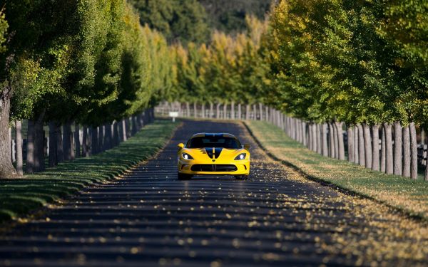 trees, car, vehicle, depth of field, road, transport