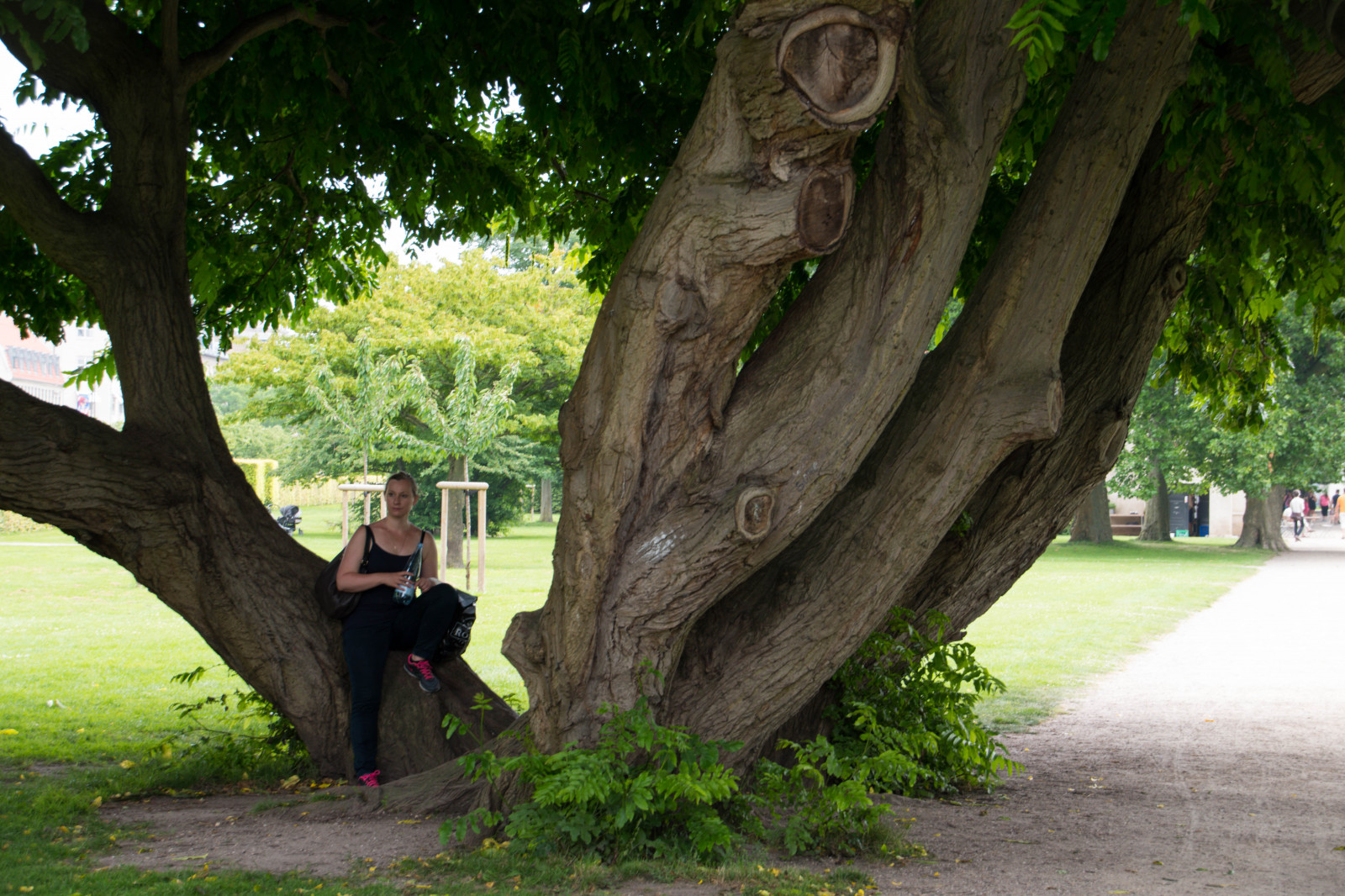chrám, zahrada, park, zelená, sochařství, zoologická zahrada, Evropa, džungle, Dánsko, Kodaň, strom, list, květ, rostlina, Danmark, k benhavn, regionhovedstaden, dk, botaniskhave, Botanická zahrada, botanika, dřevina, arecales